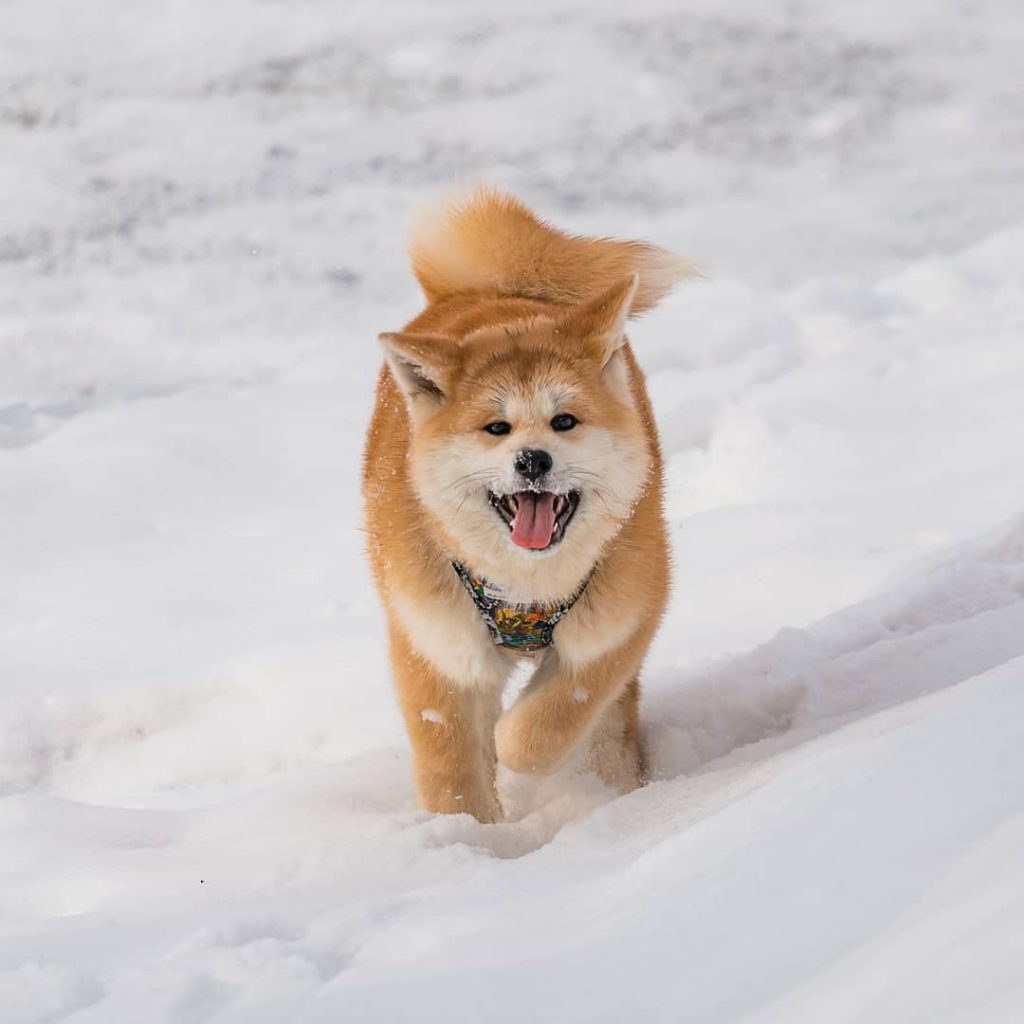 tempat wisata jepang : hachiko